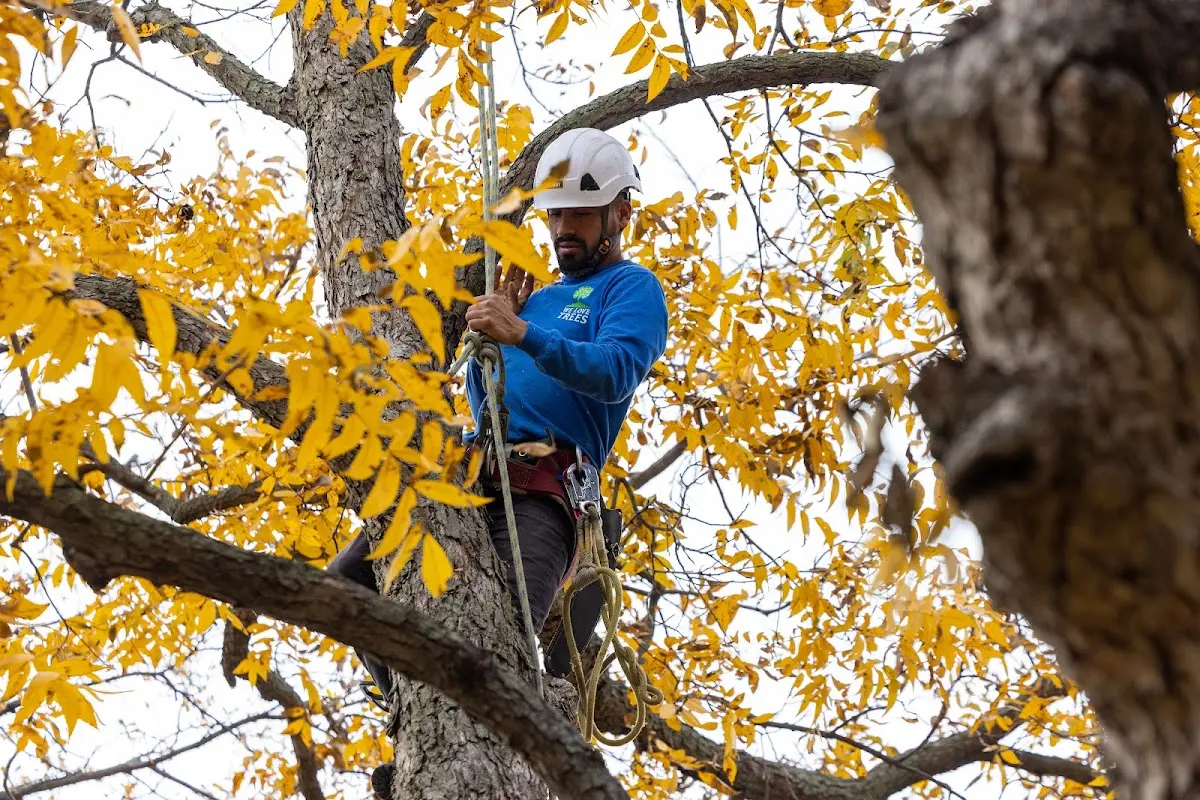 Skilled Tree Pruning crew working in Philadelphia